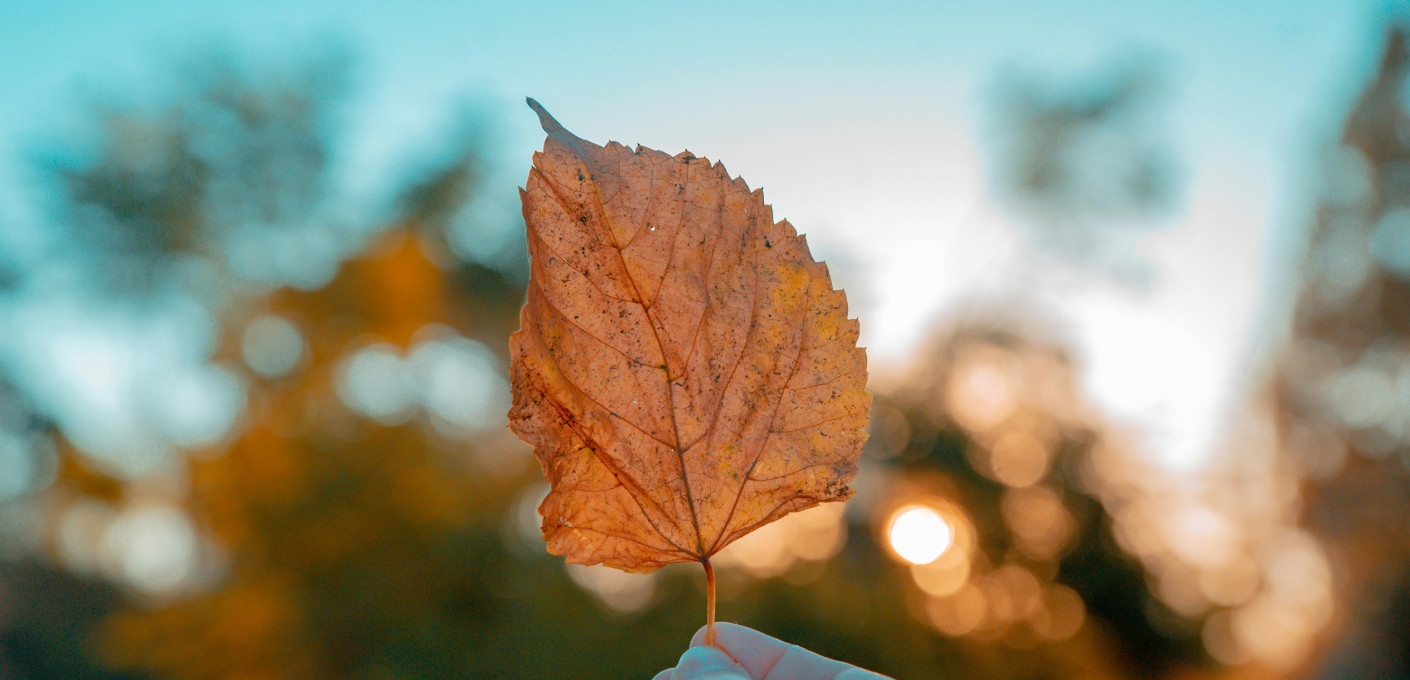 media.pexels-sarbjeetsingh-2478441